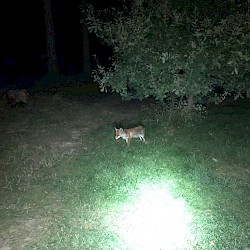 Nächtlicher Besuch Nächtlicher Besuch