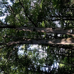 Zweiländereiche - Steht direkt auf der Grenze zwischen Thüringen und Niedersachsen